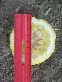            Fruit cross-section (South African, Riverside, CA)   