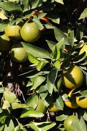            Sun leaves (Riverside, CA)   