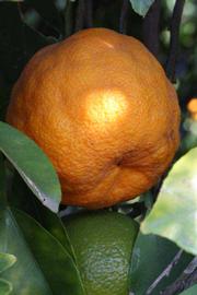            Fruit (Riverside, CA)   