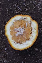            Fruit cross-section (Riverside, CA)   