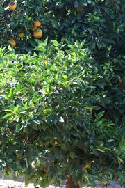            Habit (Riverside, CA)   