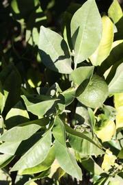              Sun leaves (Riverside, CA)       