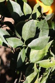              Sun leaves (Riverside, CA)       