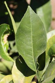              Unifoliolate leaf (Riverside, CA)       