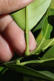              Petiole (Riverside, CA)       