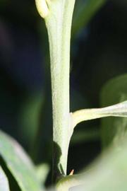            First year twig (Riverside, CA)   