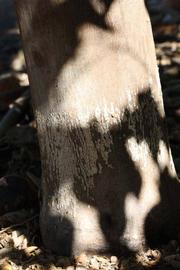              Bark (Riverside, CA)       