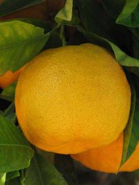            Fruit (Riverside, CA)   