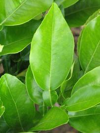              Unifoliolate leaf (Winter Haven, FL)       