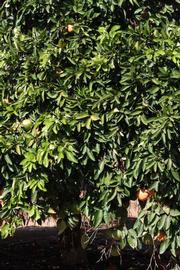            Habit (Riverside, CA)   