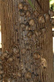            Bark (Riverside, CA)   