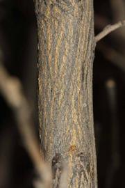              Second - third year twig (Riverside, CA)       