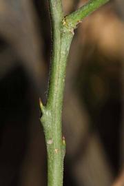            First year twig (Riverside, CA)   