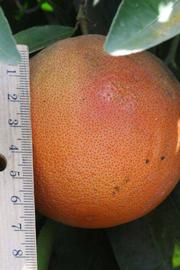            Fruit (Riverside, CA)   