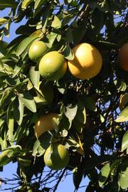            Fruit (Riverside, CA)   