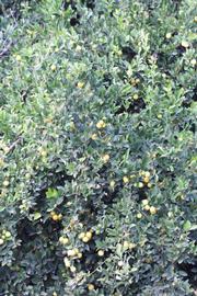            Habit (Stow #7, Riverside, CA)   