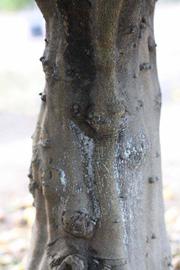            Bark (Stow #7, Riverside, CA)   