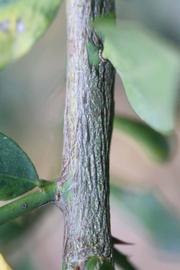            Second - third year twig (Stow #7, Riverside, CA)   