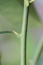            First year twig (Stow #7, Riverside, CA)   