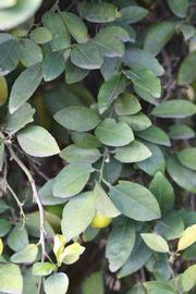            Shade leaves (Stow #7, Riverside, CA)   