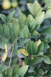            Sun leaves (Stow #7, Riverside, CA)   