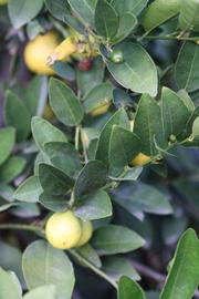            Sun leaves (Stow #7, Riverside, CA)   