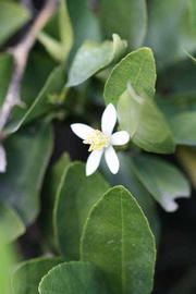            Flower (Stow #7, Riverside, CA)   