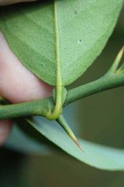            Petiole (Stow #7, Riverside, CA)   