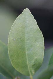            Unifoliolate leaf (Stow #7, Riverside, CA)   