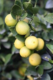            Fruit (Stow #7, Riverside, CA)   