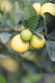            Fruit (Stow #7, Riverside, CA)   