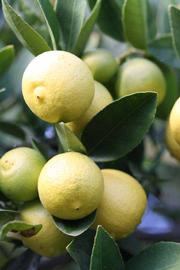            Fruit (Stow #7, Riverside, CA)   