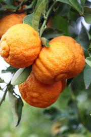            Fruit (Stow Red, Riverside, CA)   