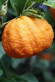            Fruit (Stow Red, Riverside, CA)   