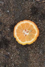            Fruit cross-section (Stow Red, Riverside, CA)   