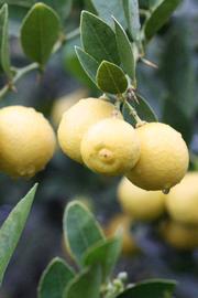            Fruit (Stow #7, Riverside, CA)   