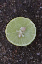            Fruit cross-section (Stow #7, Riverside, CA)   