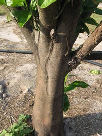            Bark (Succari, Winter Haven, FL)   