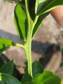            First year twig (Succari, Winter Haven, FL)   