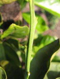            First year twig (Succari, Winter Haven, FL)   