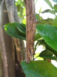            Second - third year twig (Succari, Winter Haven, FL)   