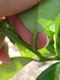            Petiole (Succari, Winter Haven, FL)   