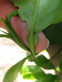            Petiole (Succari, Winter Haven, FL)   