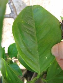            Unifoliolate leaf (Succari, Winter Haven, FL)   