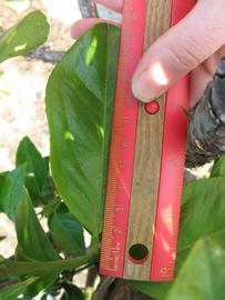            Unifoliolate leaf (Succari, Winter Haven, FL)   