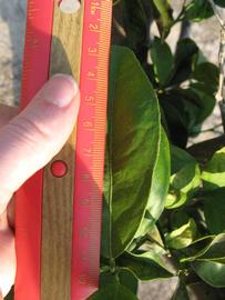            Unifoliolate leaf (Succari, Winter Haven, FL)   