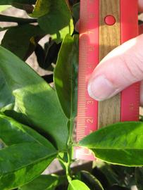            Unifoliolate leaf (Succari, Winter Haven, FL)   