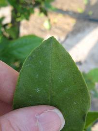            Margin (Succari, Winter Haven, FL)   