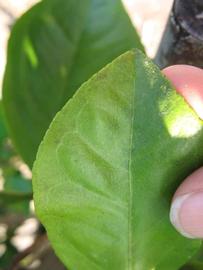            Margin (Succari, Winter Haven, FL)   