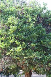            Habit (Riverside, CA)   